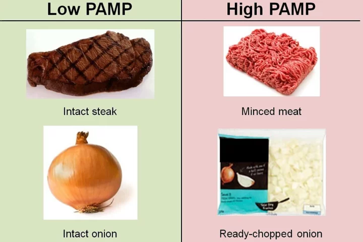 The harmful PAMP molecules were found to be common in processed foods, but undetectable in fresh produce