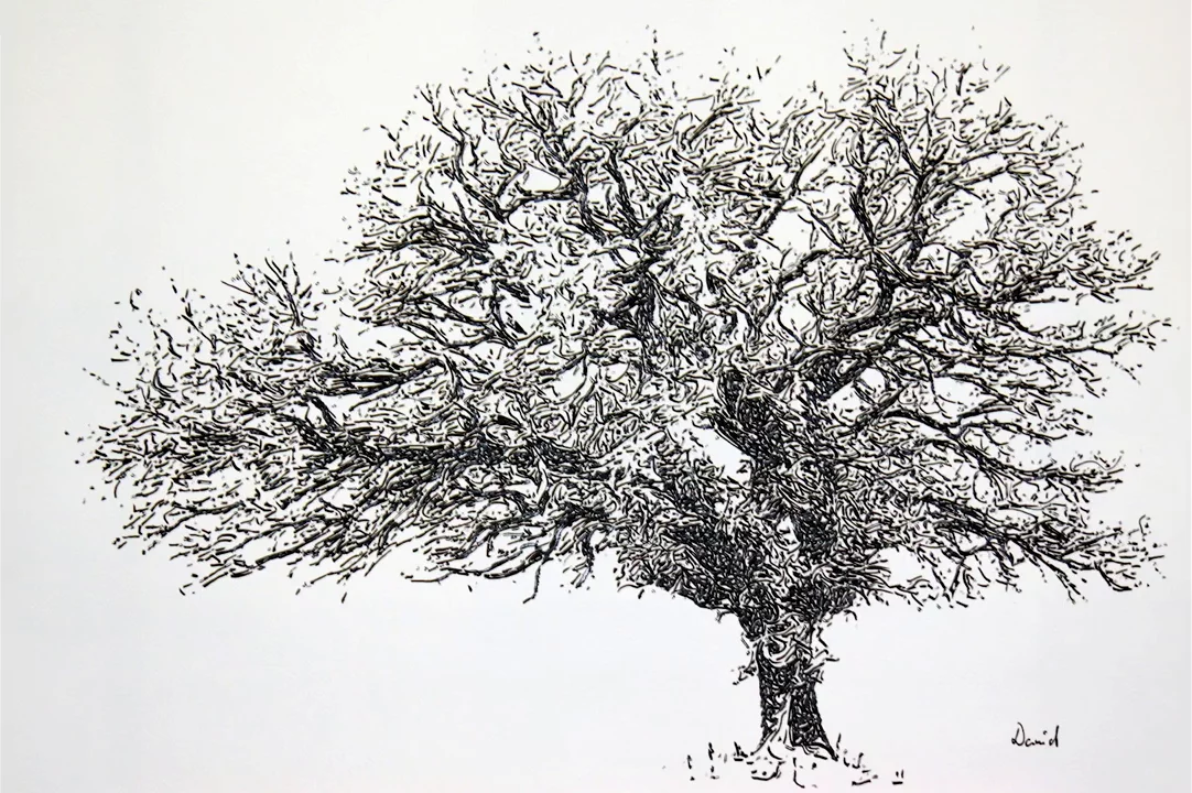 A detailed tree sketch by eDavid