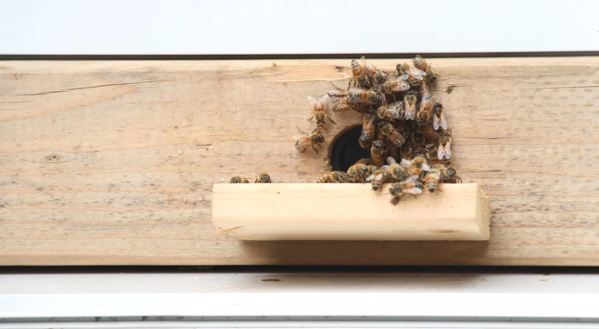 A foam entry and exit way slots below a sliding window and provides a platform for the bees to fly from and land on