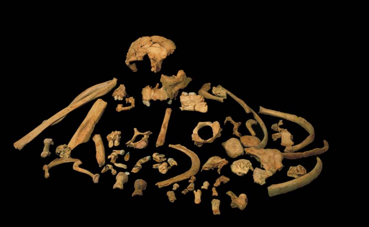 The remains of Homo antecessor