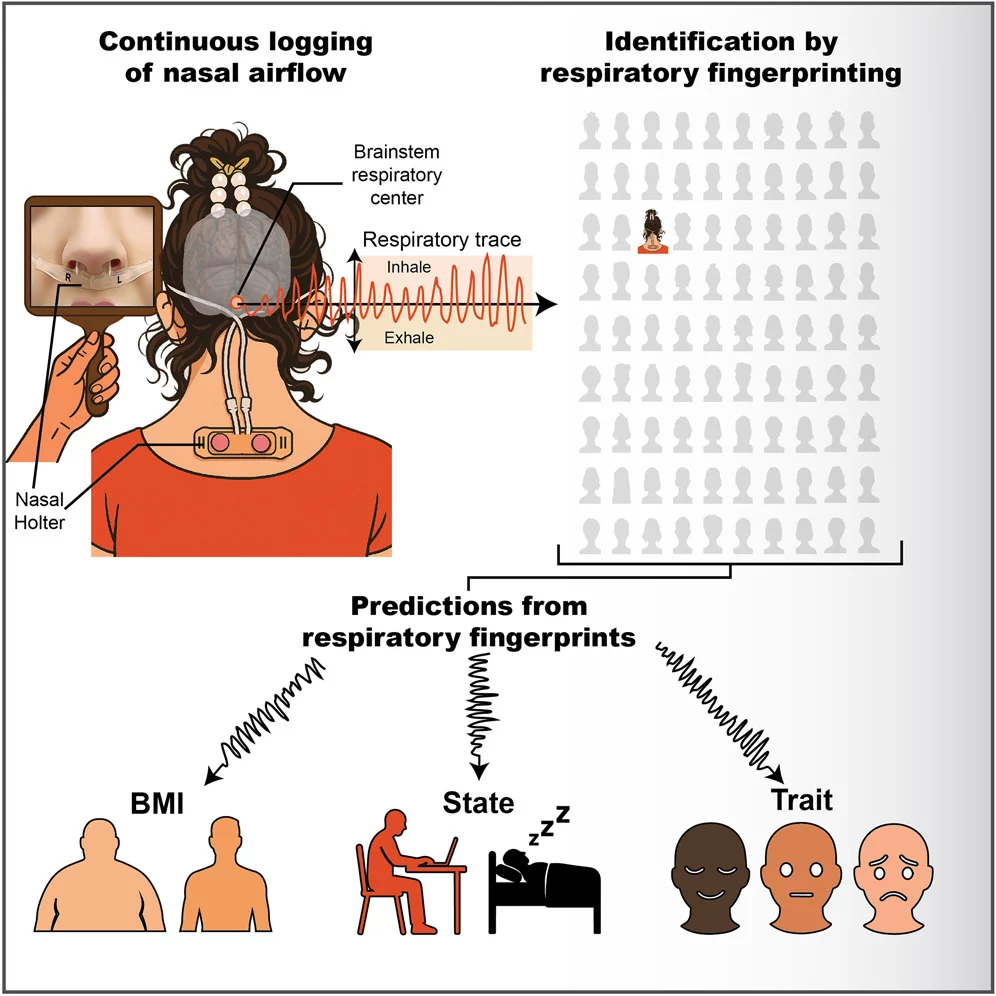 Identification and predictions from respiratory fingerprints