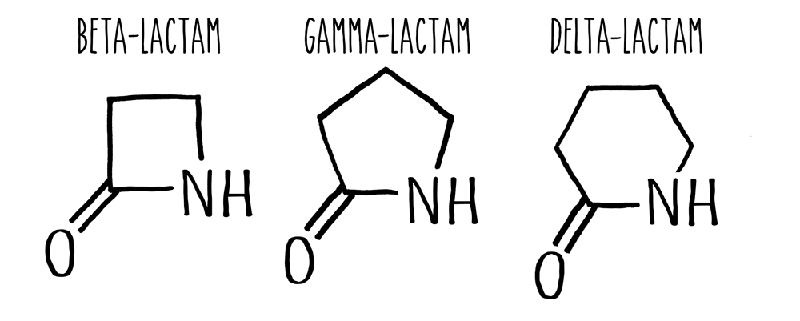 The molecular structure of the different lactams