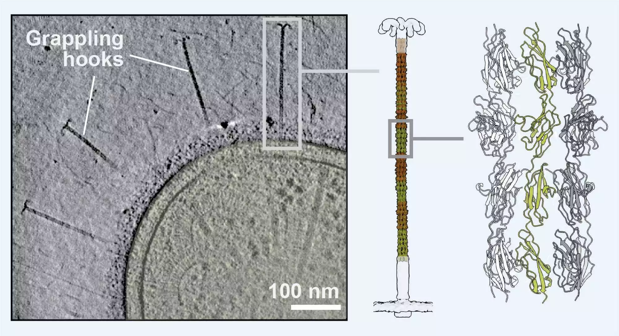 Microscope images (left) and structure diagrams (right) of the bacterial grappling hooks