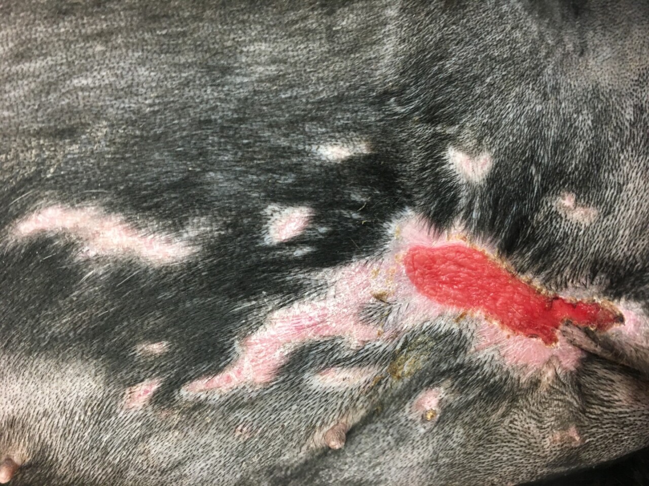 Stella spent her first two weeks at MSU fighting for her life, but today her wounds are healing well