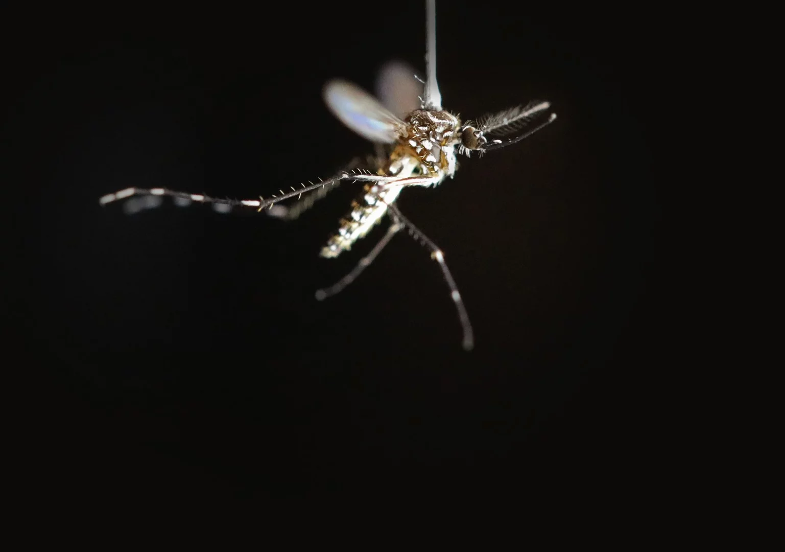 Learning about the decision-making habits of mosquitoes can have important ramifications, and not just for making summer barbecues more comfortable