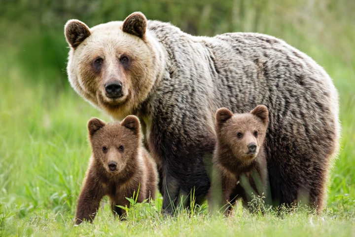 Brown bears are 'on the clock' like humans, but don't suffer the same negative health impacts
