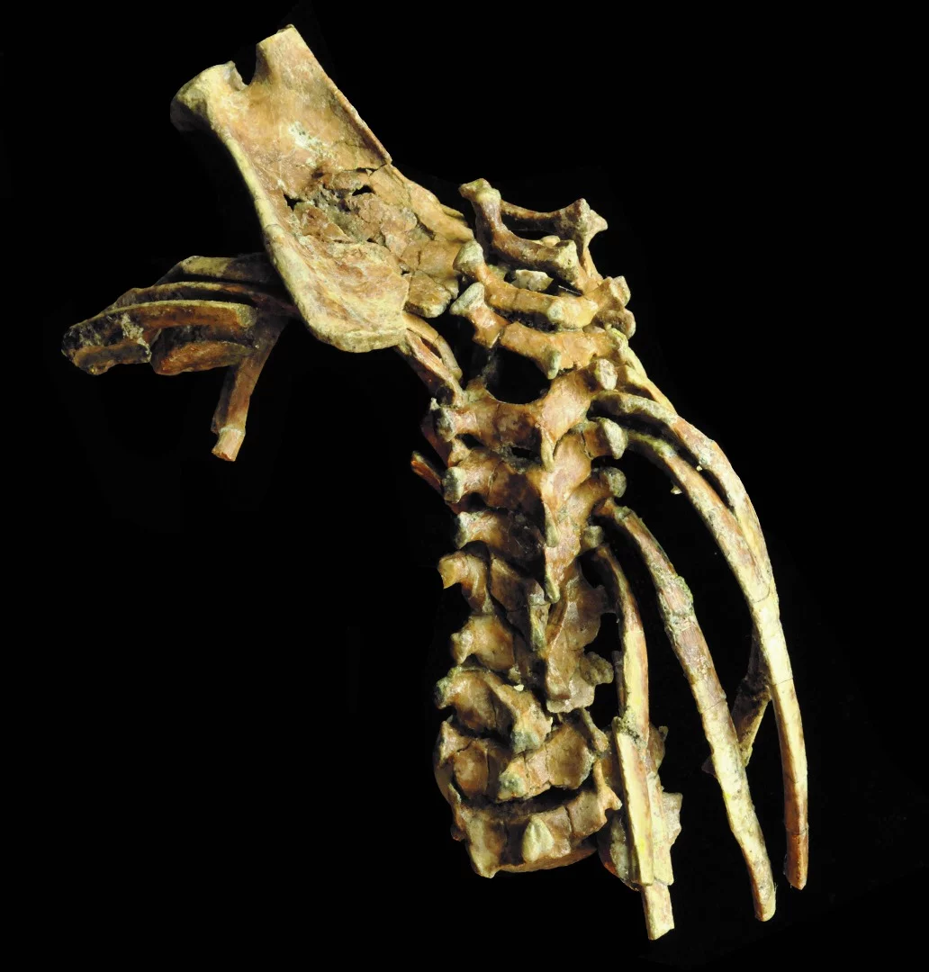 Selam's spine was found in an amazingly preserved condition