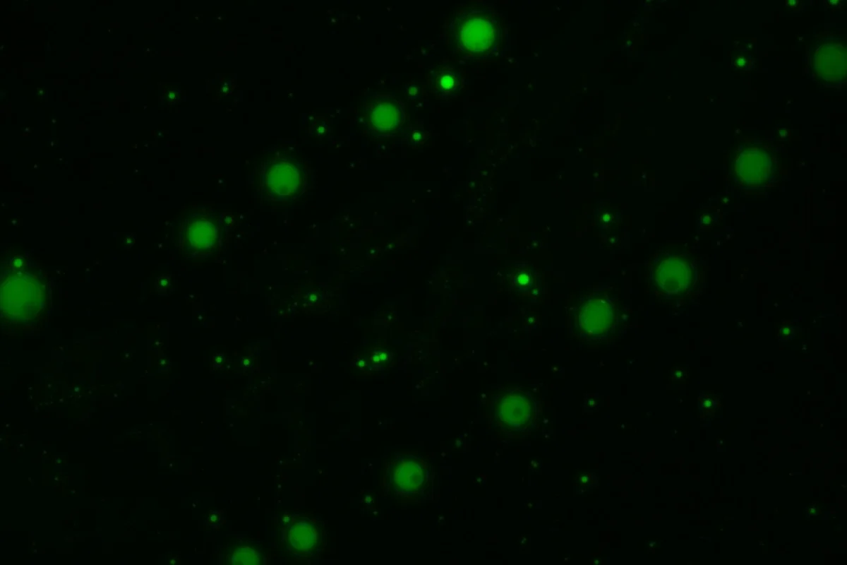 The team's polyester microdroplets, stained with fluorescent dye, which could help fill in the gaps for how the first biological cells arose