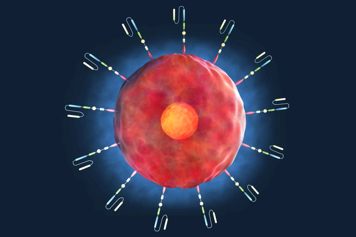 A T cell engineered to produce CARs on its surface that allow it to recognize and bind to specific cells