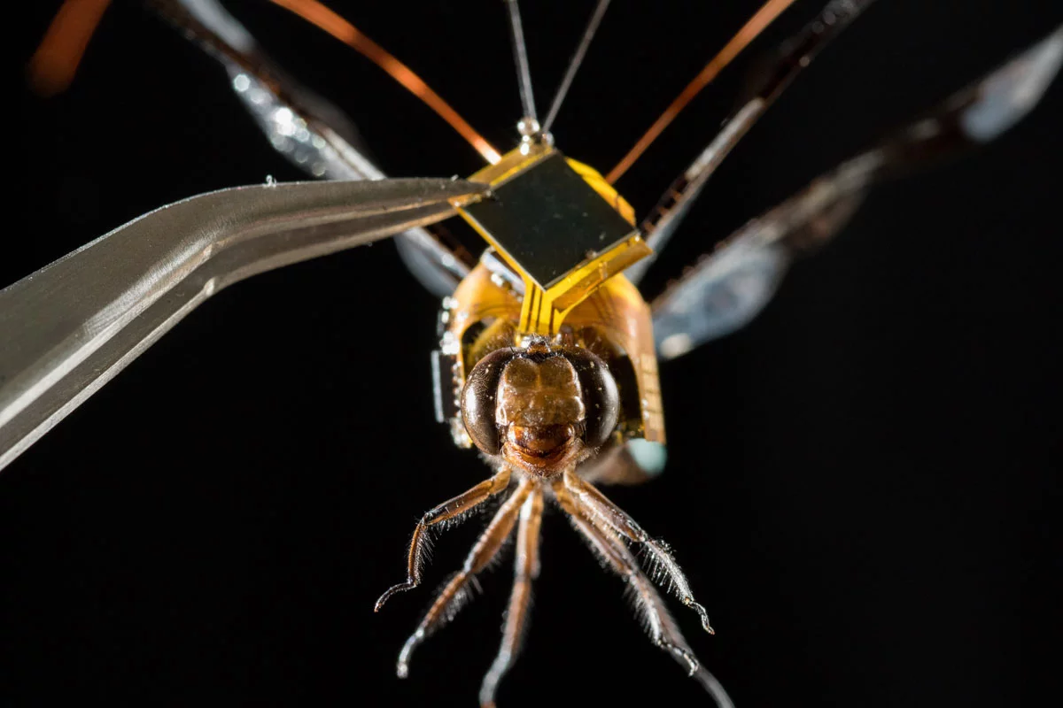 The DragonflEye system fits into a tiny electronic backpack that allows the insect to be controlled through pulses of light piped into the steering neurons in its brain