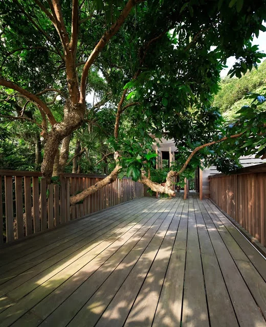 Railings accommodate existing trees along the upper deck (photo: AdDa Zei/Casagrande Laboratory)