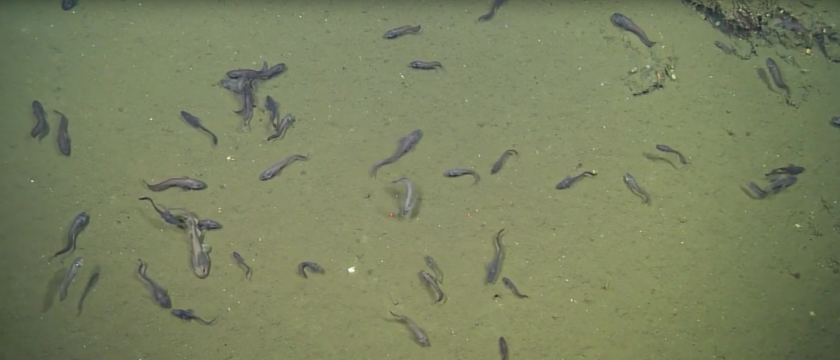 A remote vehicle passes over huge communities of fishes living in the Gulf of California, in an area almost completely devoid of oxygen
