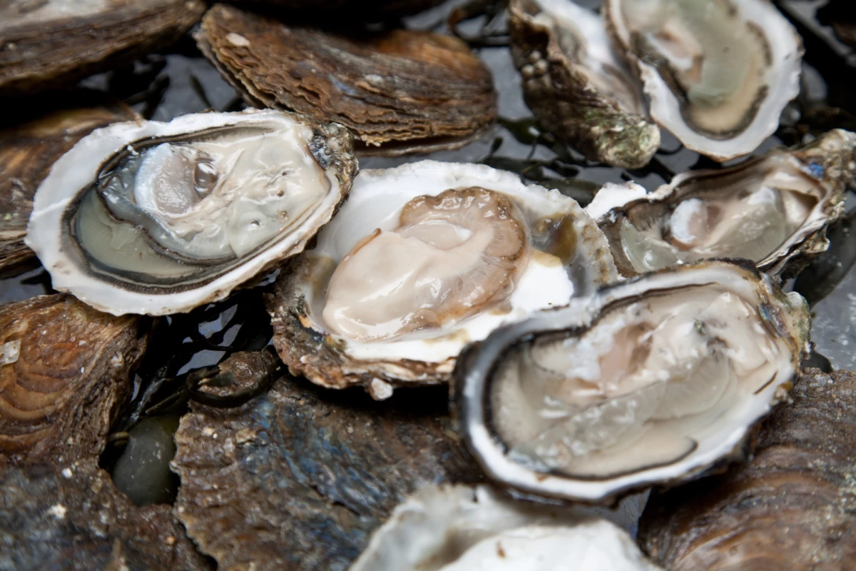 Oysters are already nutritious, but a diet of the "vitamin bullets" reportedly makes them even more so