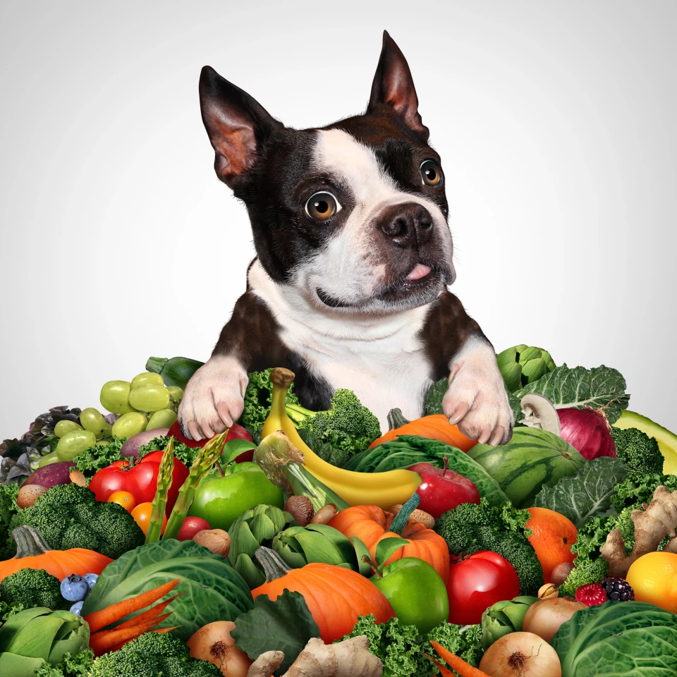 The study compared the nutritional content of a large assortment of meat-based and plant-based dog foods