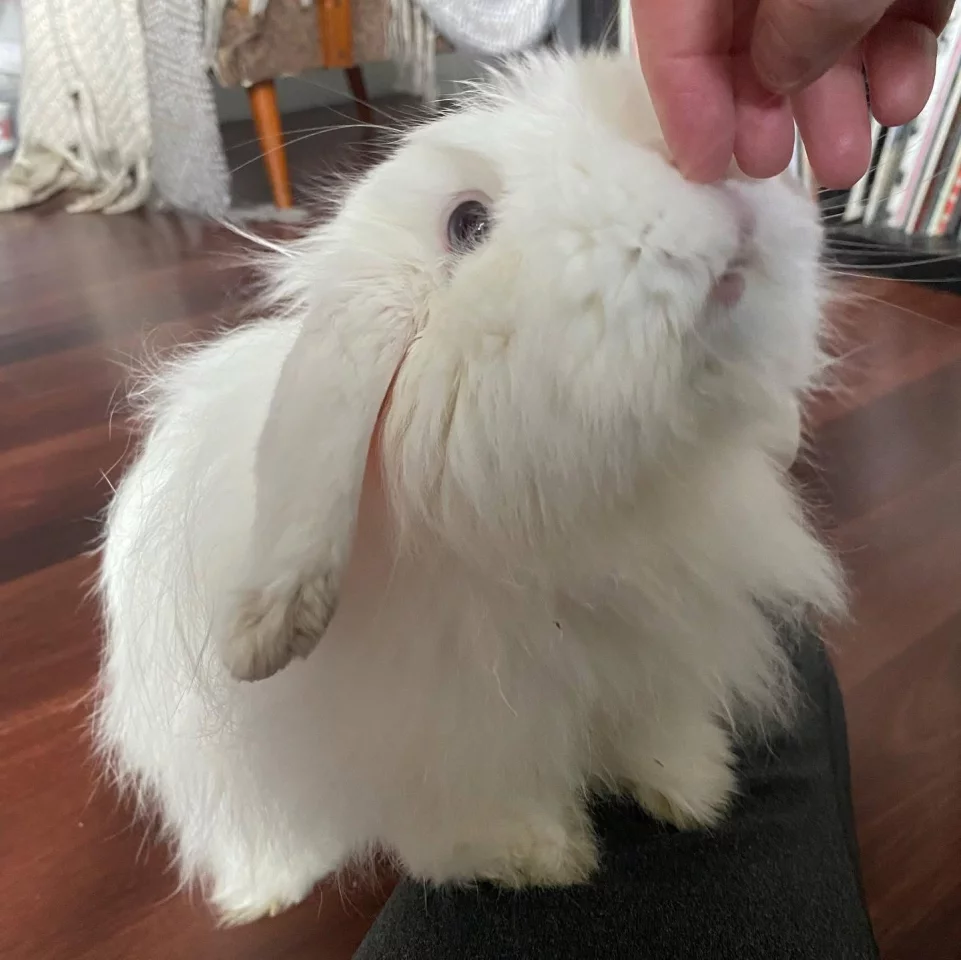 No, Harvey most definitely was not a pug or bulldog, but the same selective breeding for a flat-faced animal sentenced him to a life of health problems that ultimately proved fatal