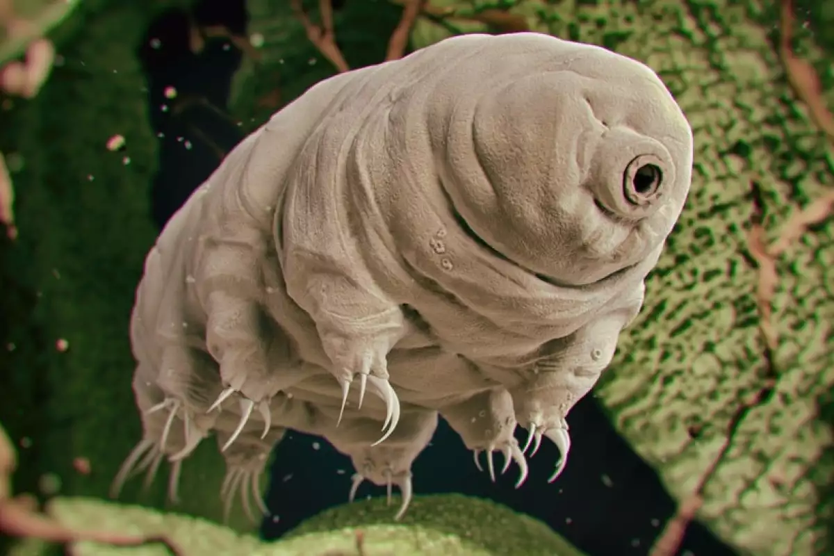 This year, we learned that the tardigrade is one tough customer