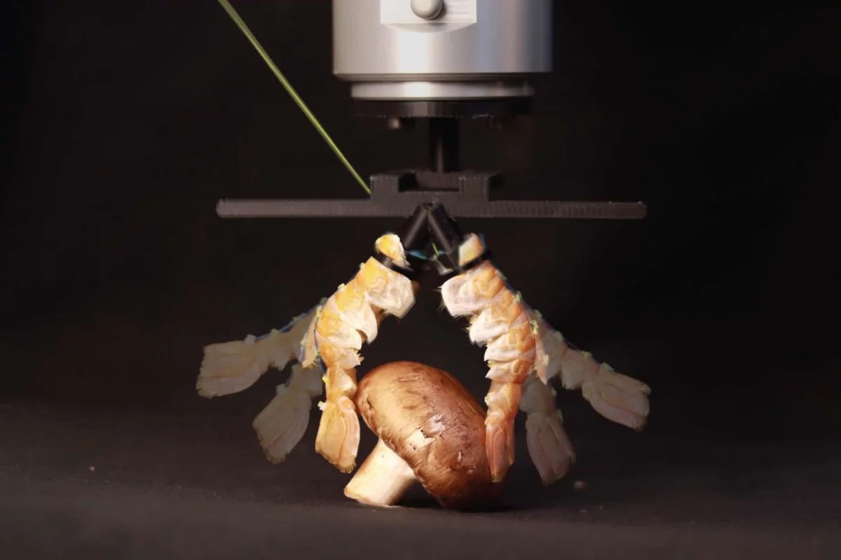 EPFL's experimental robotic hand uses its lobster-tail fingers to grasp and lift a mushroom