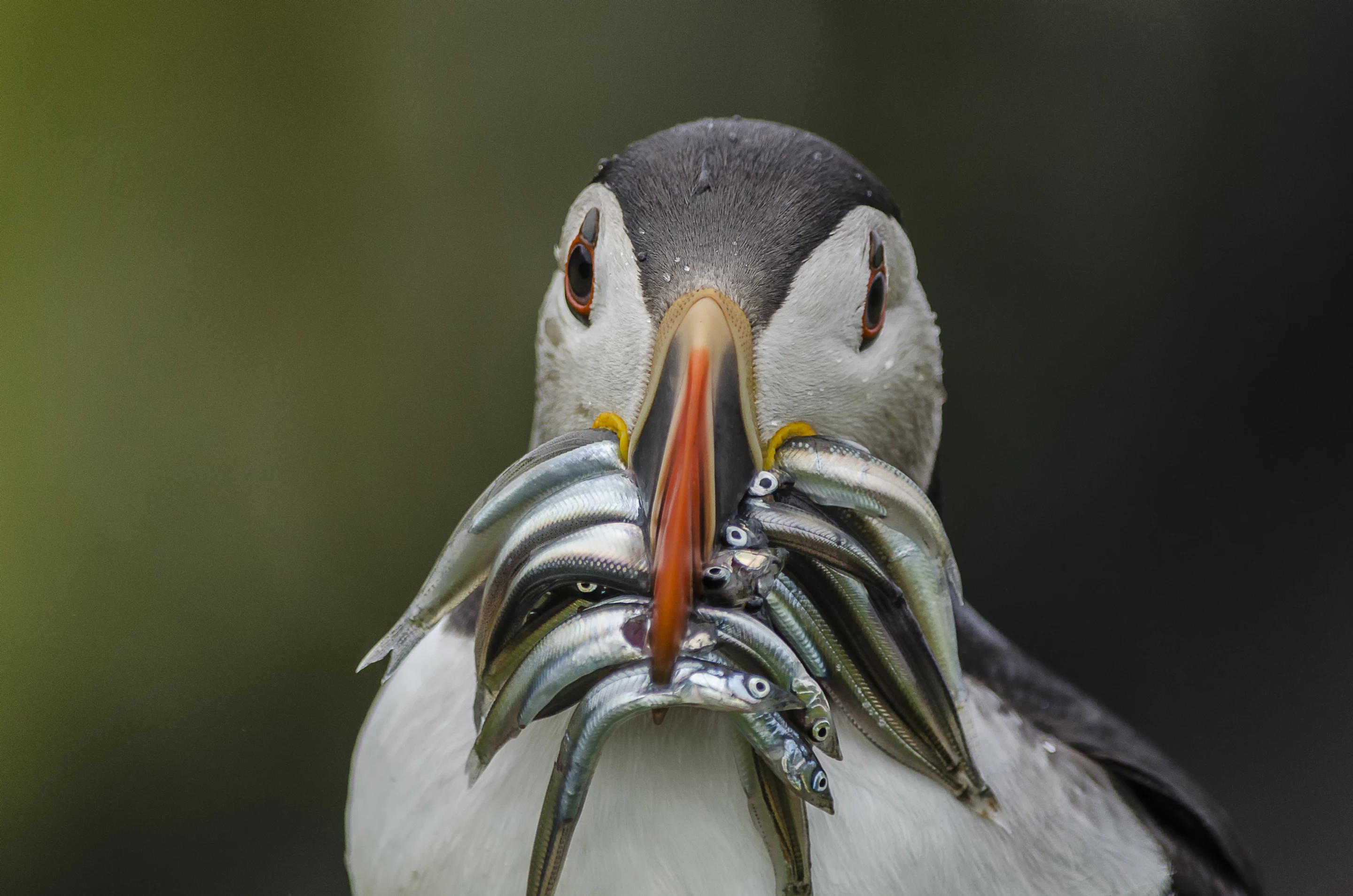 Shortlisted. Pembrokeshire Coast National Park