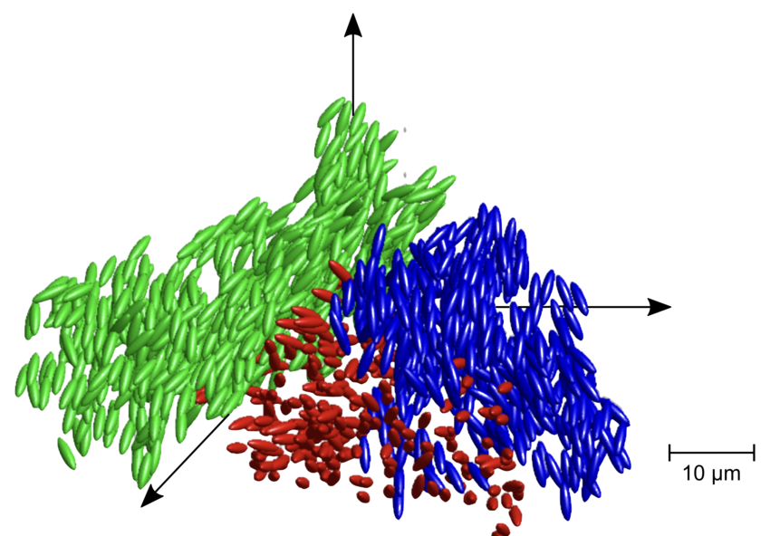 A diagram showing the positions and orientation of the team's elliptical particles in the liquid glass state