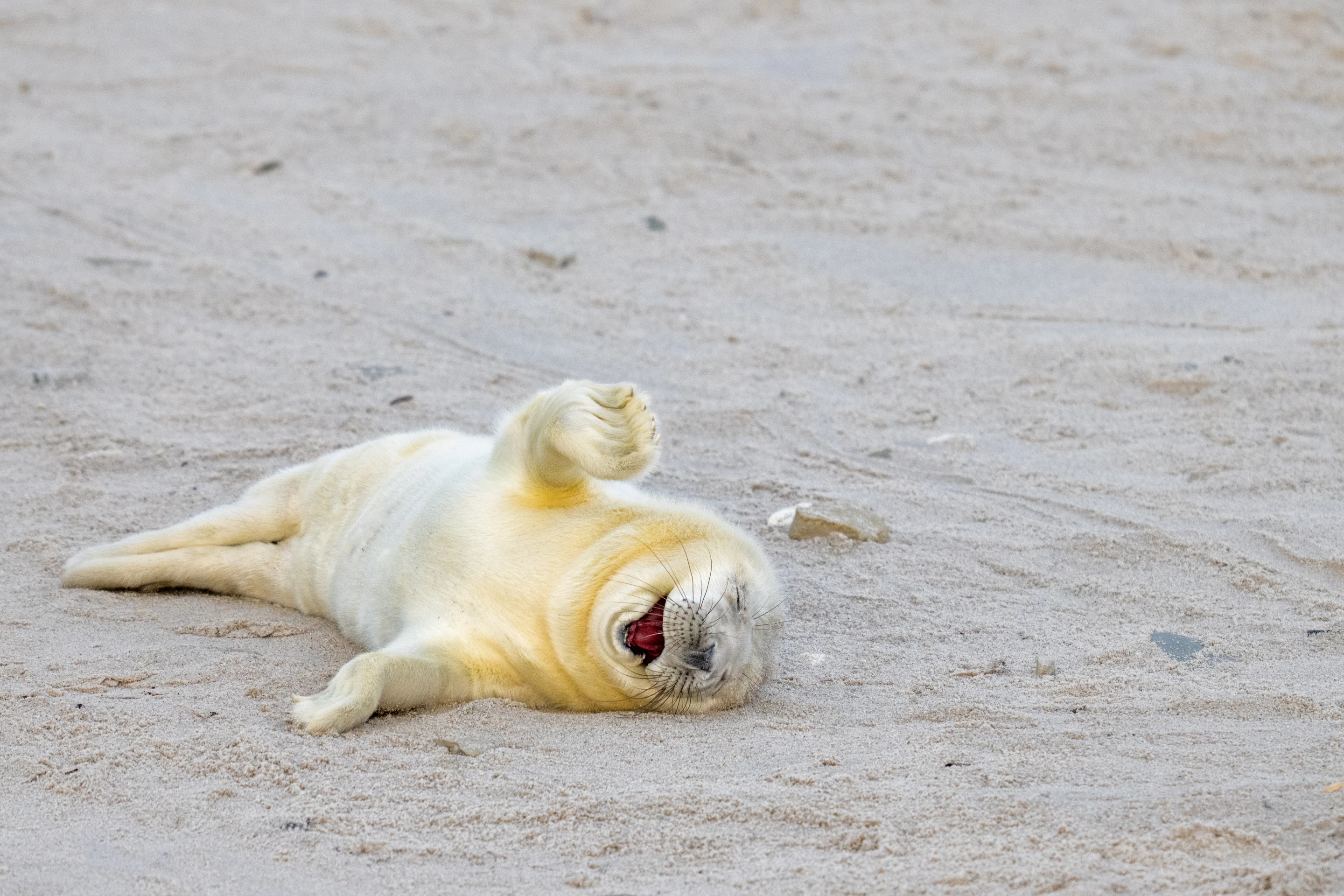 "Laughing out loud" – Ingo Hamann