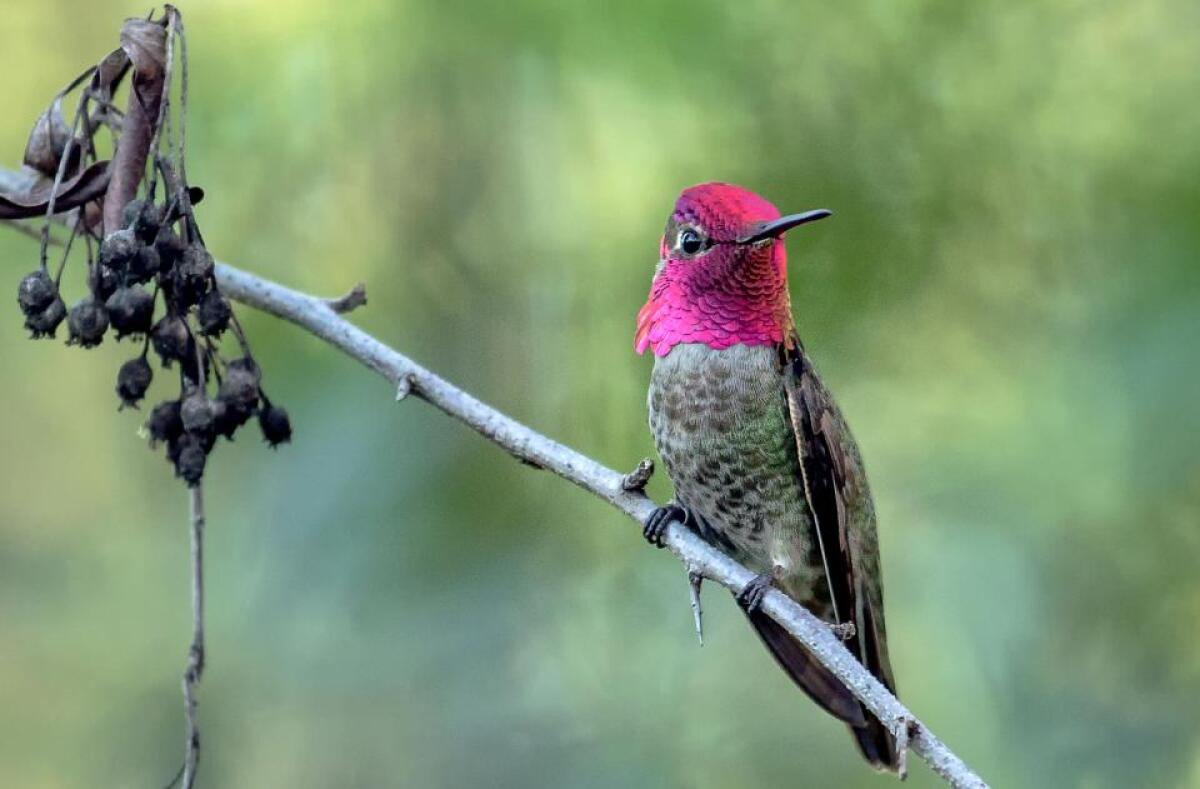 Rfid Tech May Tell Us If Hummingbird Feeders Are Really A Good Idea