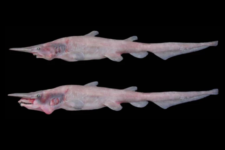 The goblin shark, prior to extending its jaw (top) and with its jaw extended (bottom)
