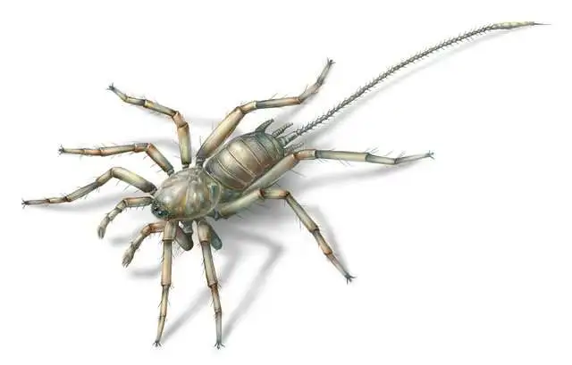 Four specimens of Chimerarachne have been recovered, all of which have bodies about 2.5 mm (0.1 in) long and tails about that long again