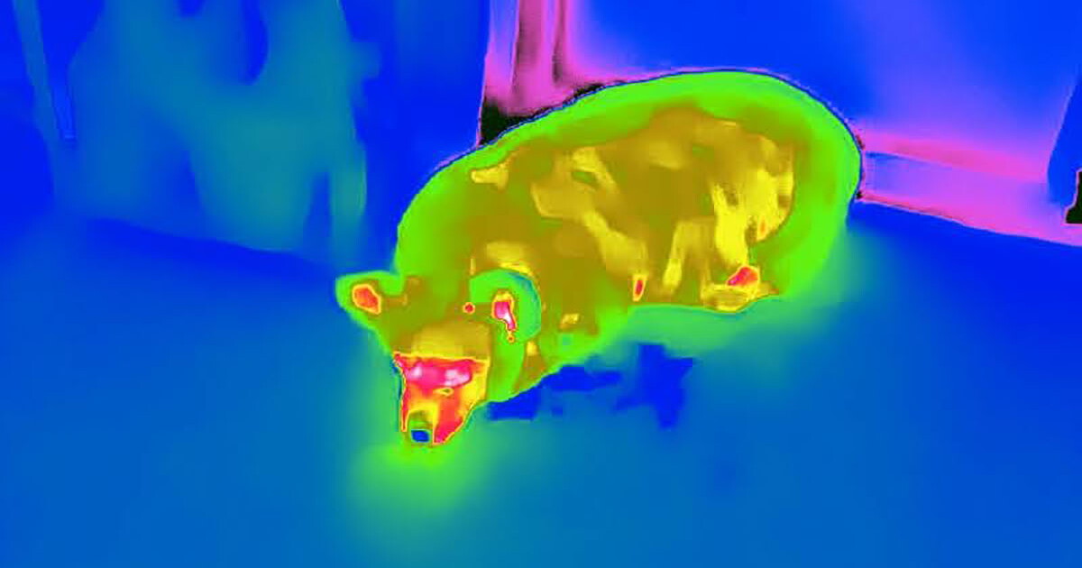 Review: Pint-sized Thermal Master P2 gives your phone Predator vision