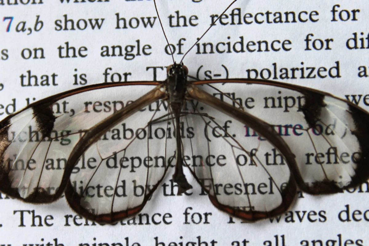 The wings of the glasswing butterfly reflect hardly any light (Image: KIT/ Radwanul Hasan Siddique)