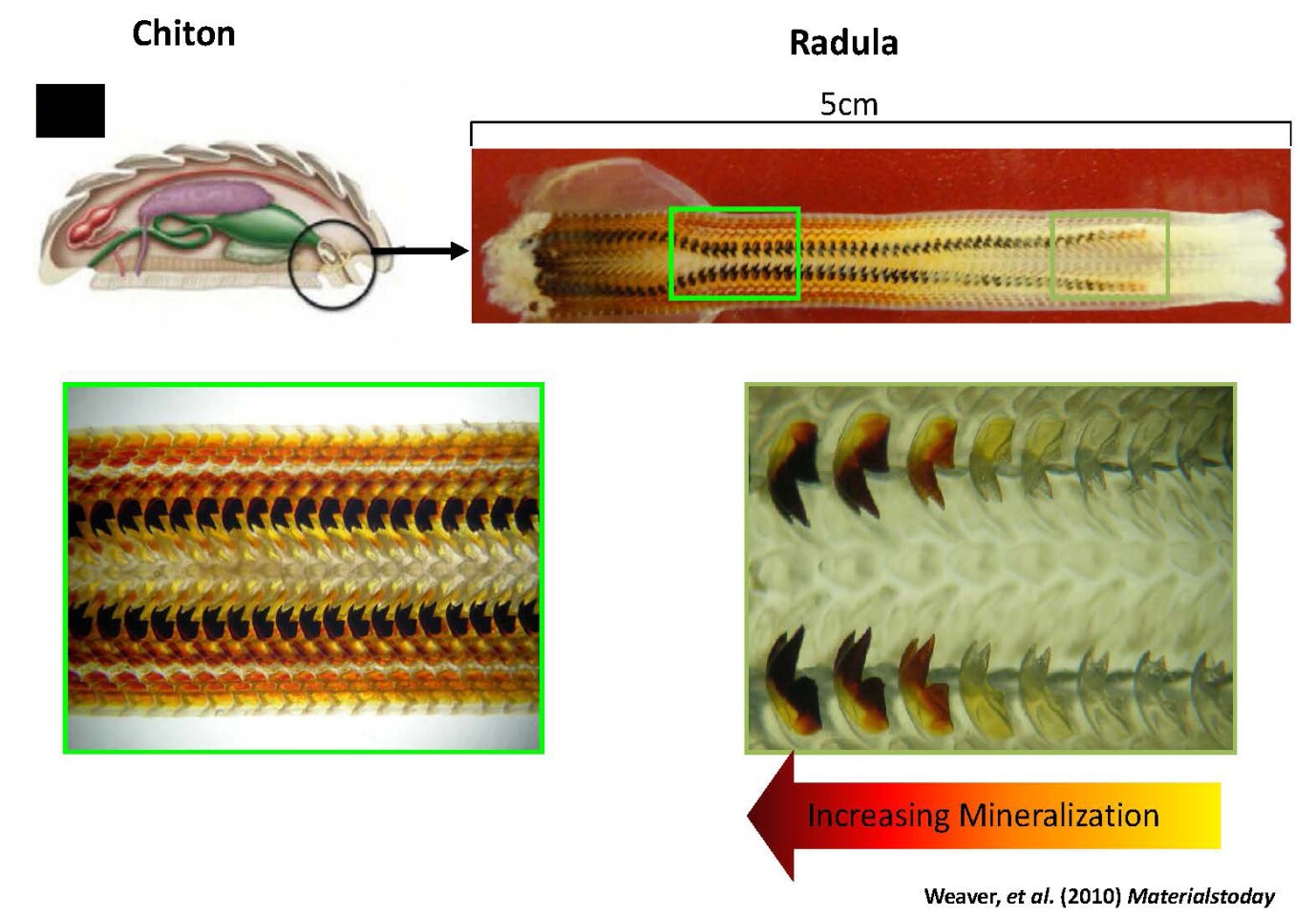 A series of images that show the teeth of the chiton (Image: UCR)