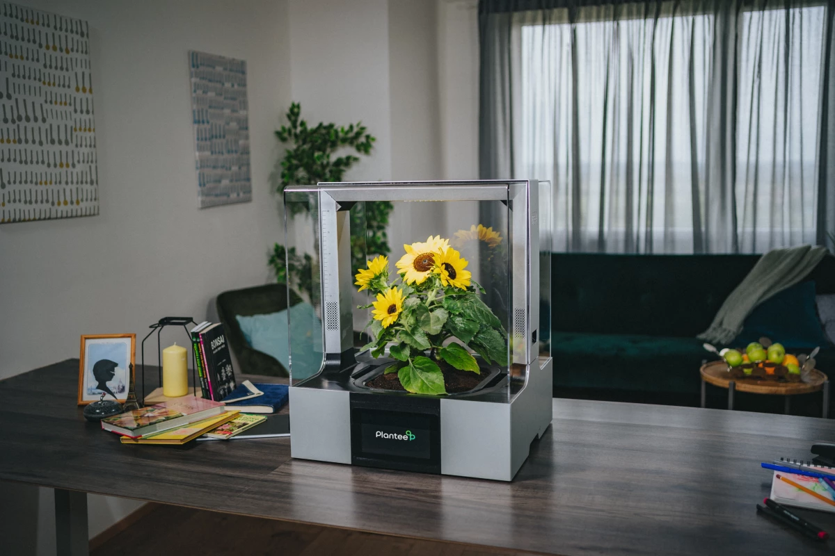 Bringing the Sun(flowers) into the living room with the Plantee indoor greenhouse