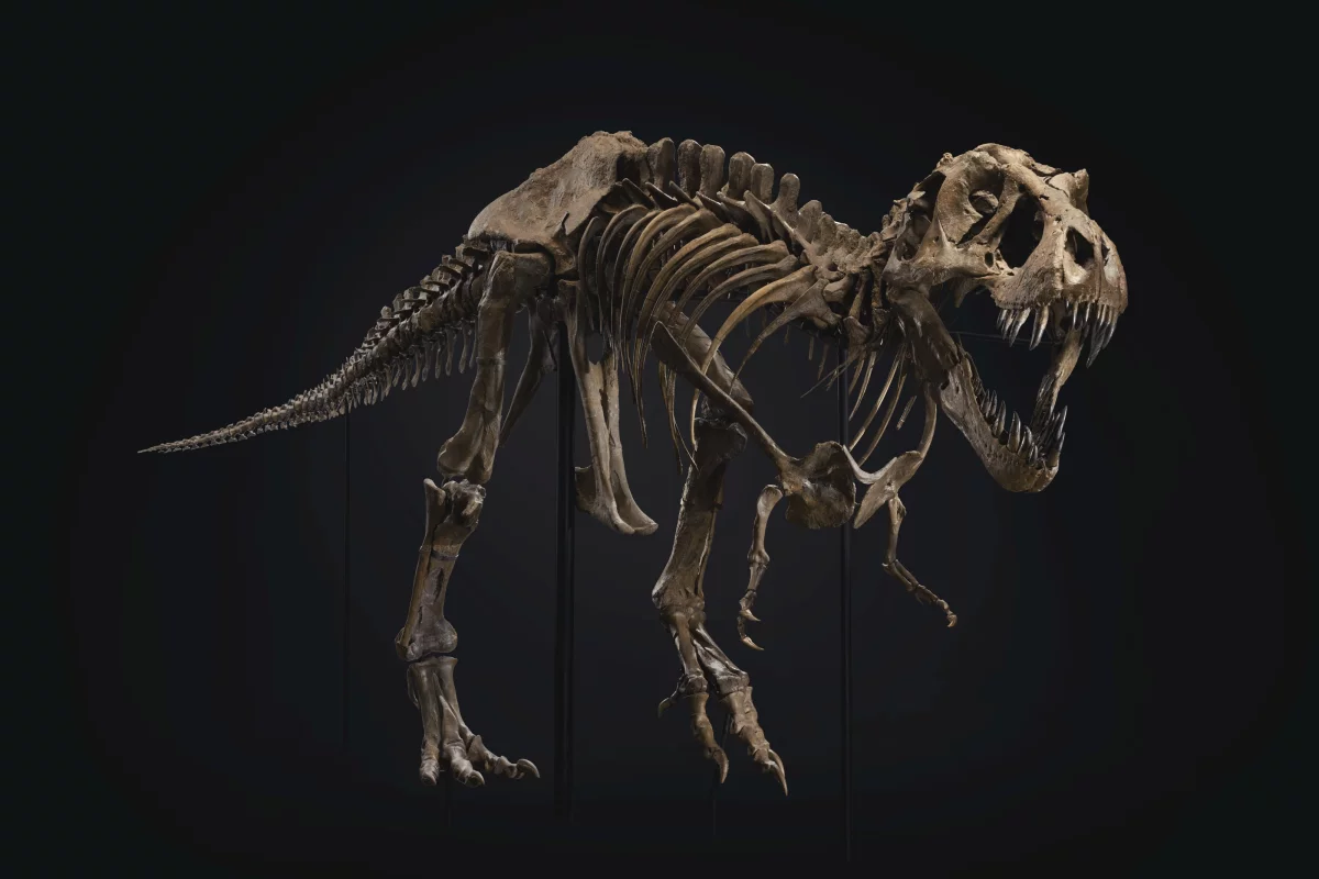 A huge Tyrannosaurus rex specimen nicknamed Stan has set a record price at auction