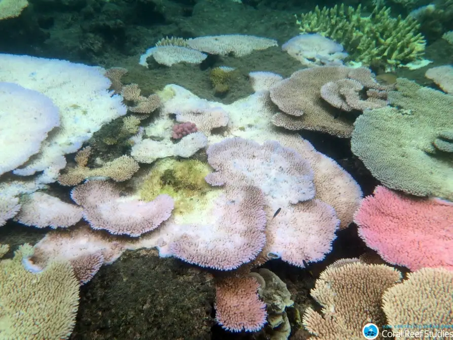 Indication of the bleaching in the Great Barrier Reef, taken at Mission Beach