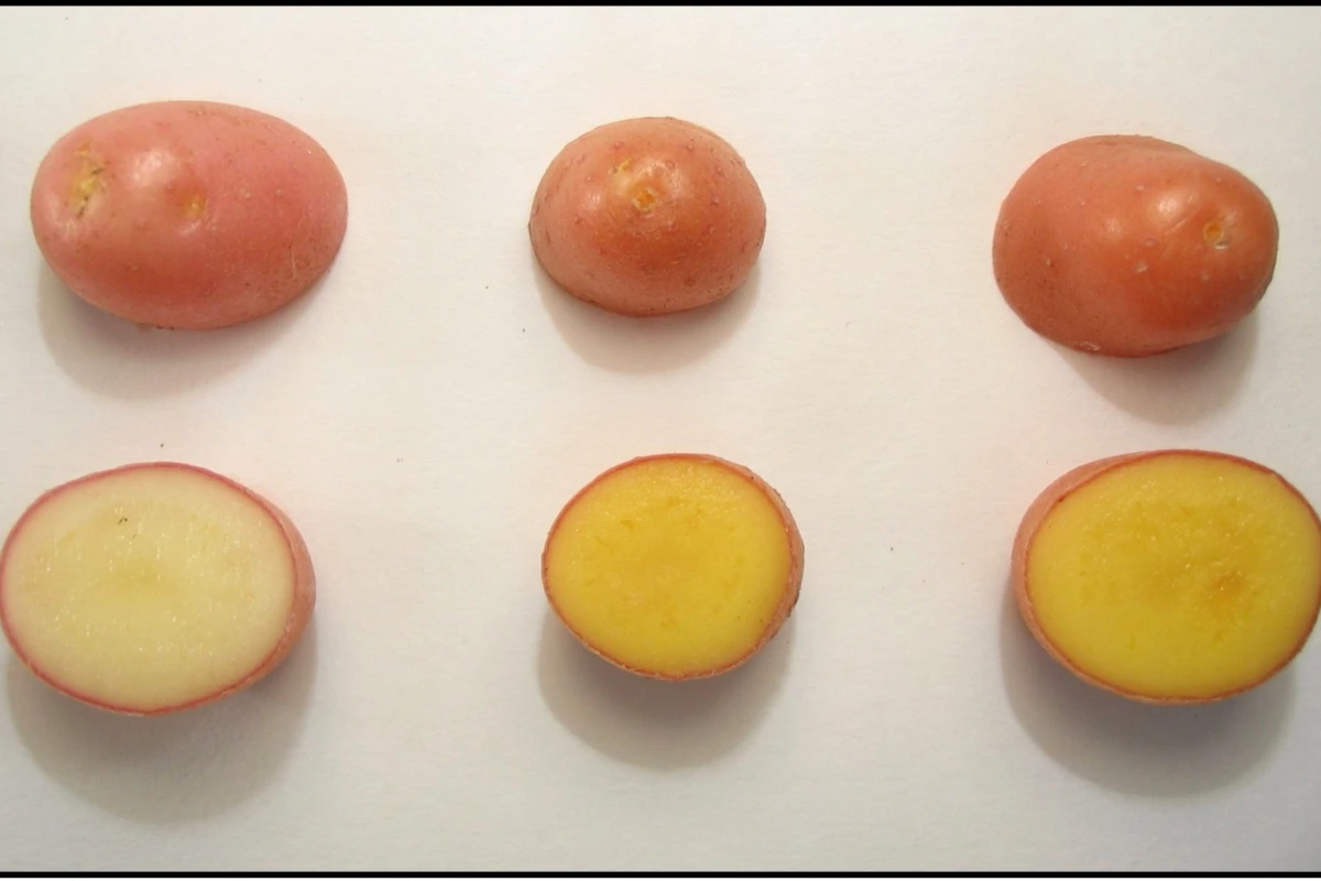 Examples of the golden potato (middle and right), as compared to a regular white potato (left)
