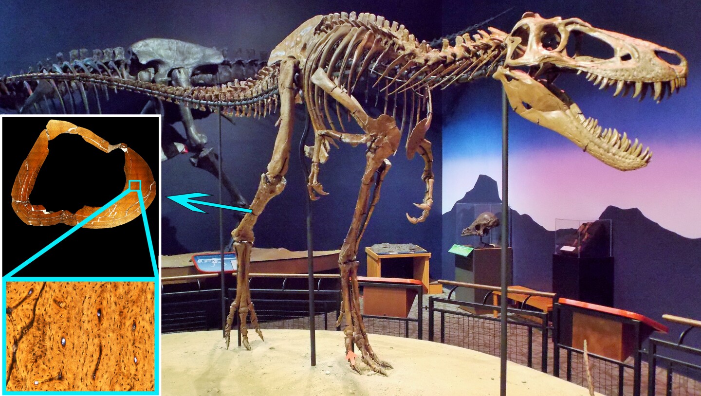 Jane's complete skeleton, with a close look at the telltale structure of its tibia