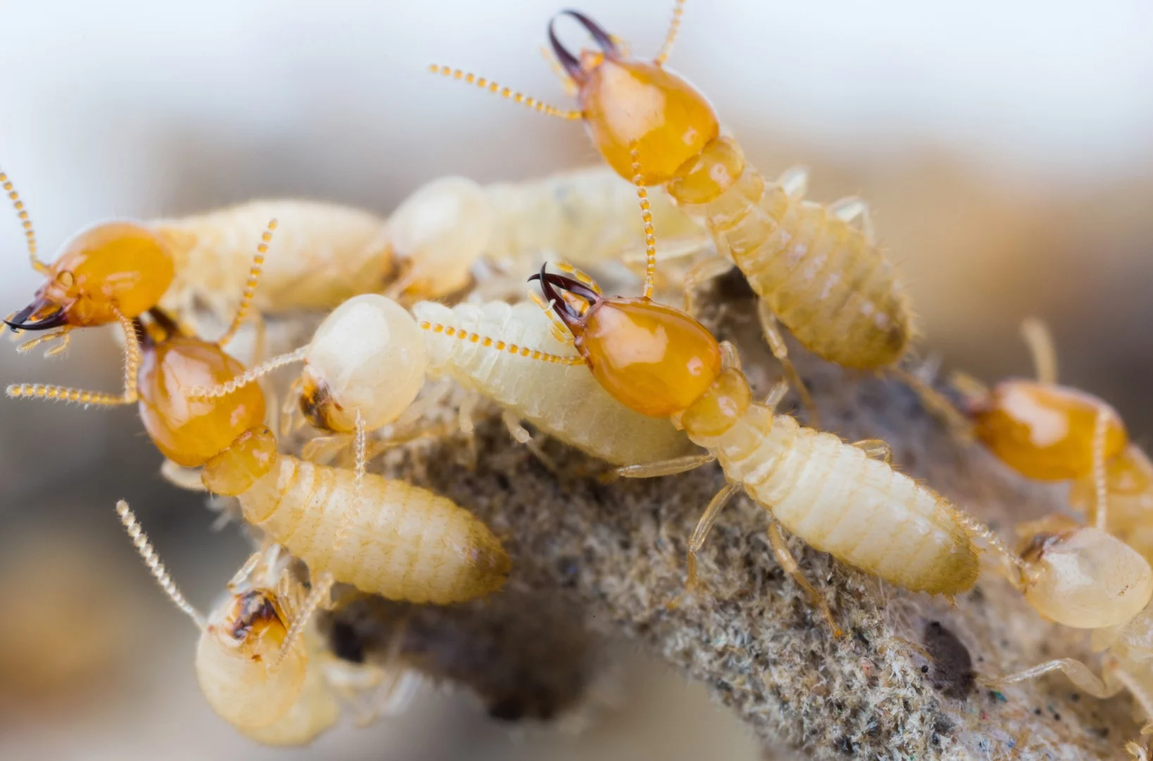 Researchers have found colonies of asexual termites that contain no males at all