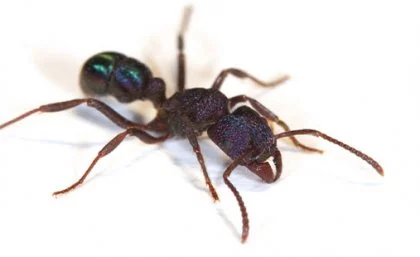 The Australian green-head ant has a lot in common with the West African ant, on a molecular level