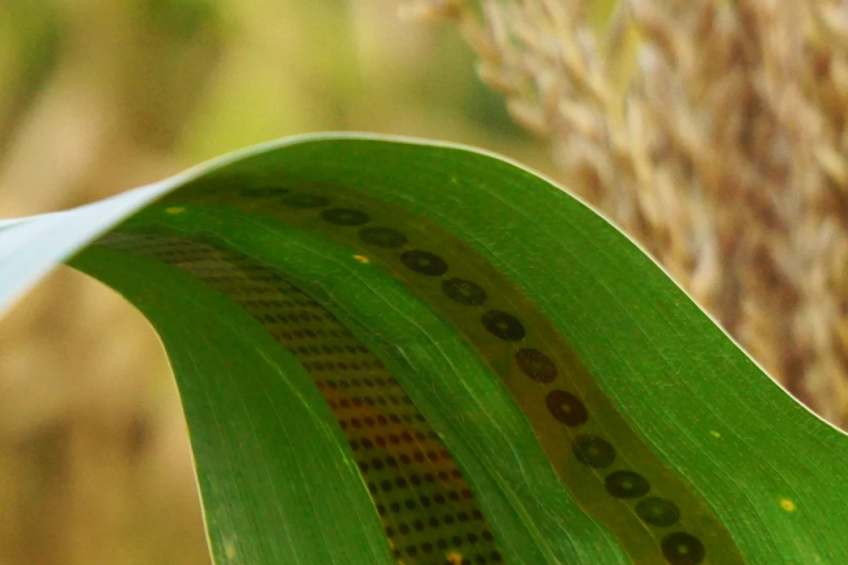 Two of the sensor strips, applied to the leaf of a corn plant