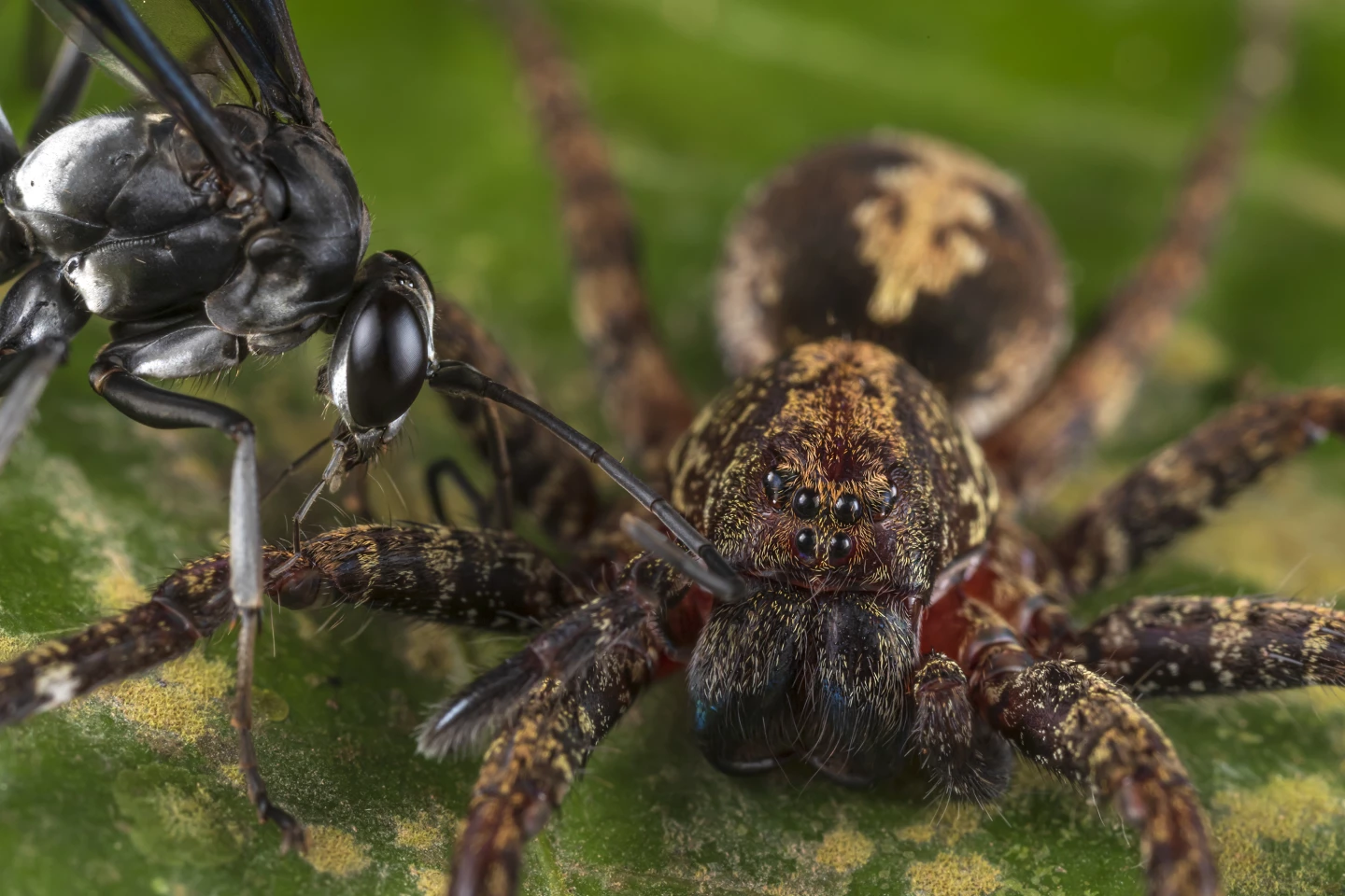Networks in Nature winner – "Hunter Becomes the Hunted" by Roberto García-Roa