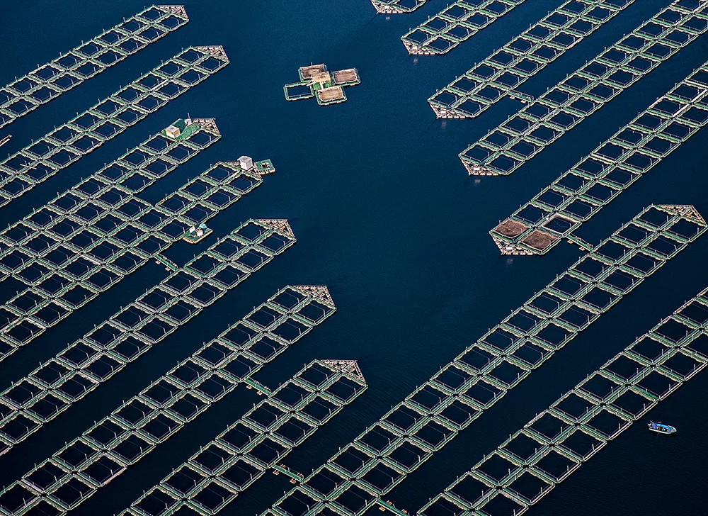 Nominee, Professional, Abstract. Saltwater Farms