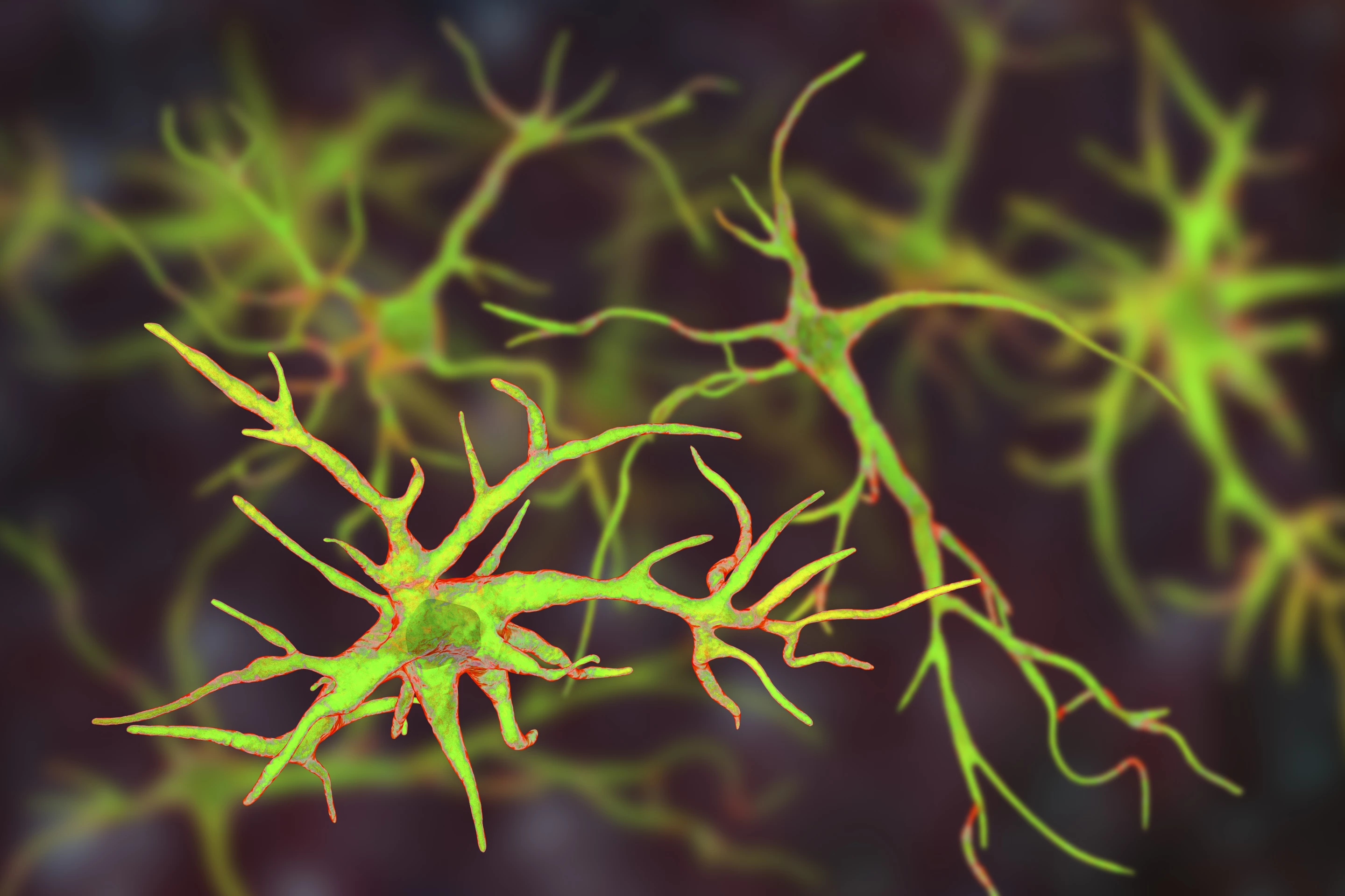 In the presence of a high-fat diet, astrocytes like these cease functioning properly, leading to an interruption of the neural pathway that creates satiety