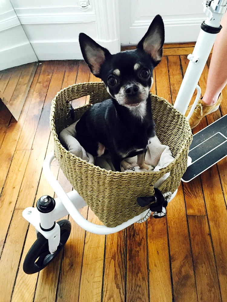 The Urban becomes a pet transporter