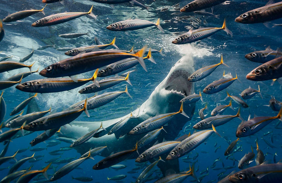 A winner in the Wildlife category, The Hunter, a great white shark hunting in the water off Mexico