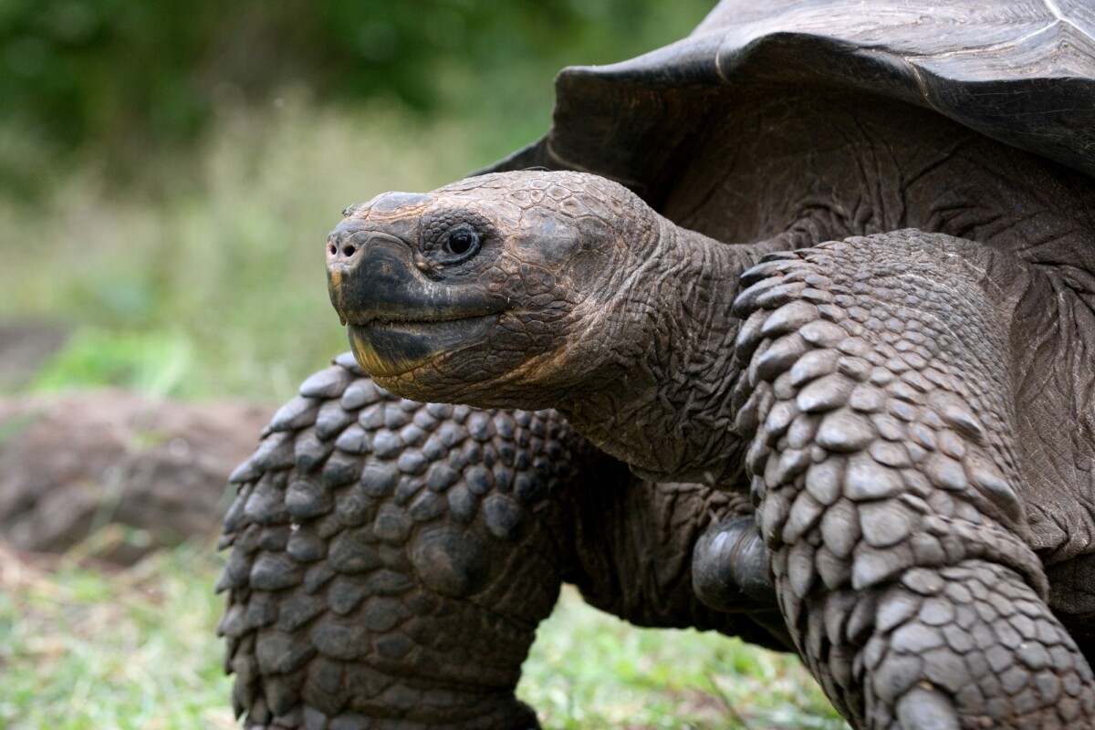 Scientists have investigated the genome of the Galapagos giant tortoise to find out how they live such long, cancer-free lives