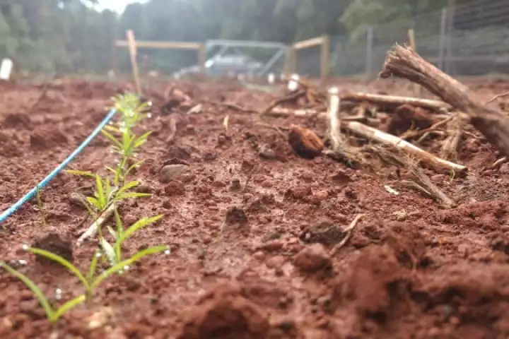 Some of the grass seedlings that were grown from salicylic-acid-coated seeds