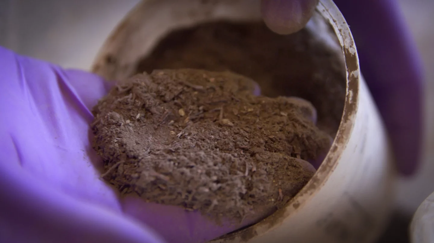 A seaweed species called asparagopsis taxiformis was mixed into cow's regular feed, to try to reduce their methane emissions