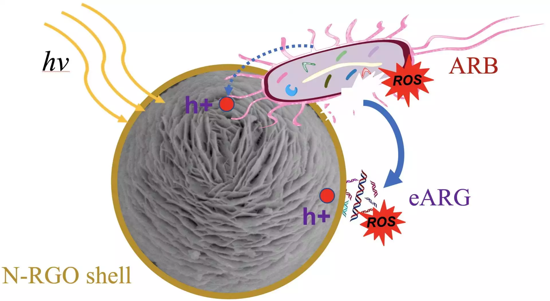 A diagram showing how the new graphene oxide-wrapped nanospheres work to kill superbugs and the resistance genes they spread