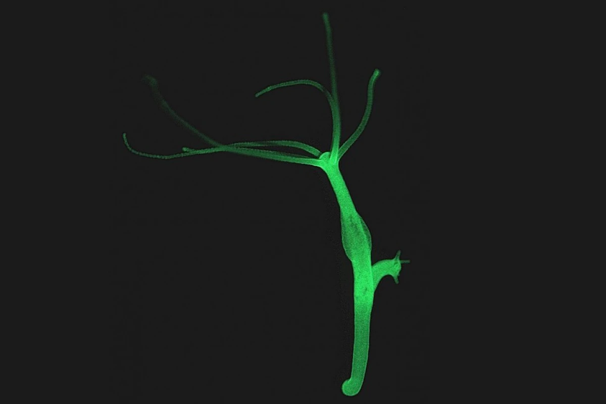 Dorian Gray move aside, scientists have discovered that the immortal hydra polyp might help produce advanced rejuvenation therapies for humans (Photo: CAU/Fraune)