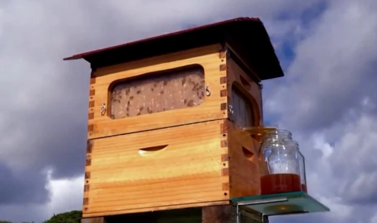The creators also claim that their invention will help ensure healthier bees and bee colonies (Photo: Honeyflow)