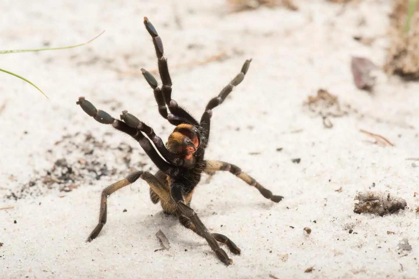 This is an individual of the newly described species (Ceratogyrus attonitifer) in defensive posture